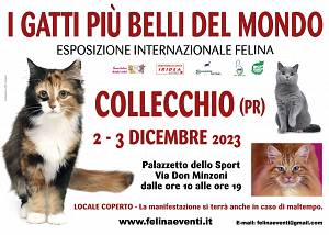 I gatti piu' belli del mondo - esposizione internazionale felina